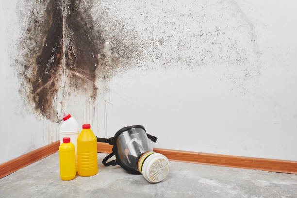 Mold Removal Process in Balcones Heights, TX