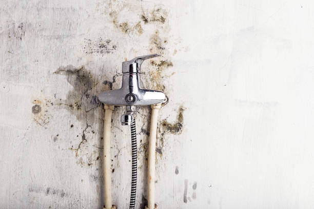 Best Professional Mold Removal  in Balcones Heights, TX