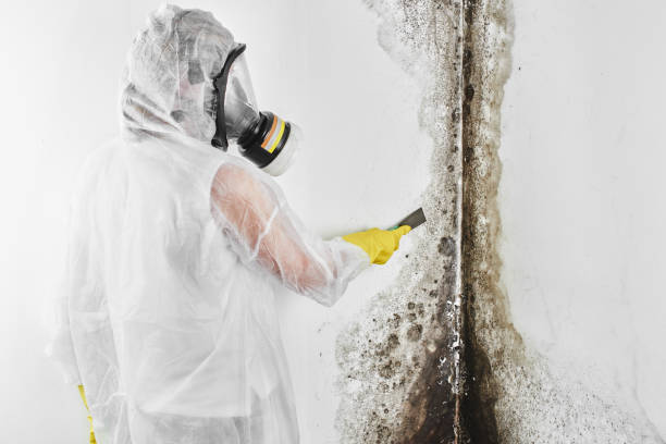 Best Attic Mold Removal  in Balcones Heights, TX