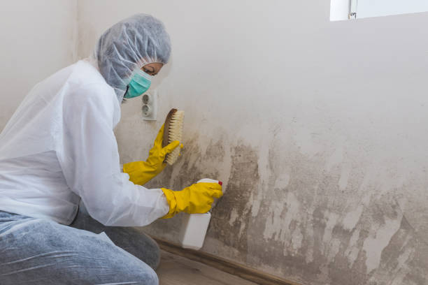 Best Residential Mold Removal  in Balcones Heights, TX