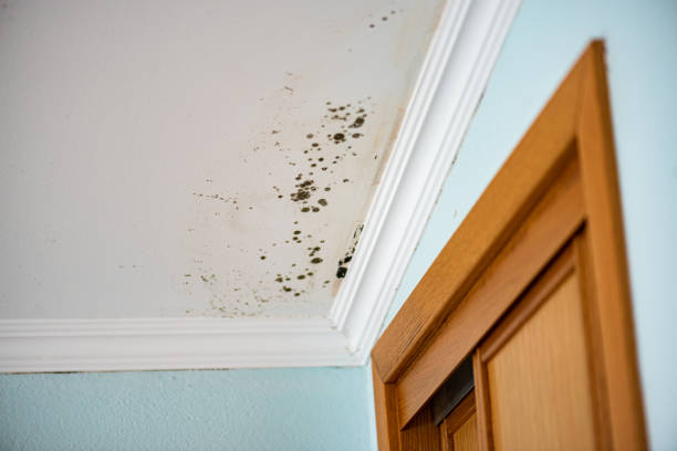 Reliable Balcones Heights, TX Mold Removal Solutions