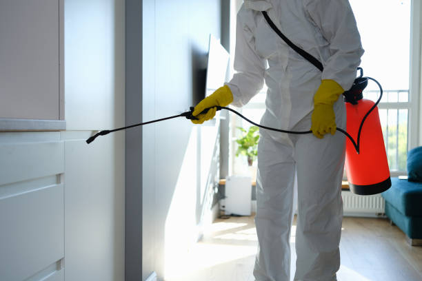 Best Mold Cleaning Services  in Balcones Heights, TX