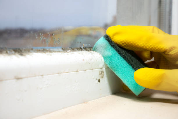 Best Same-Day Mold Removal  in Balcones Heights, TX
