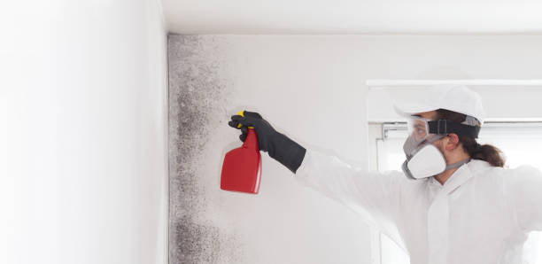 Best Local Mold Removal Service  in Balcones Heights, TX
