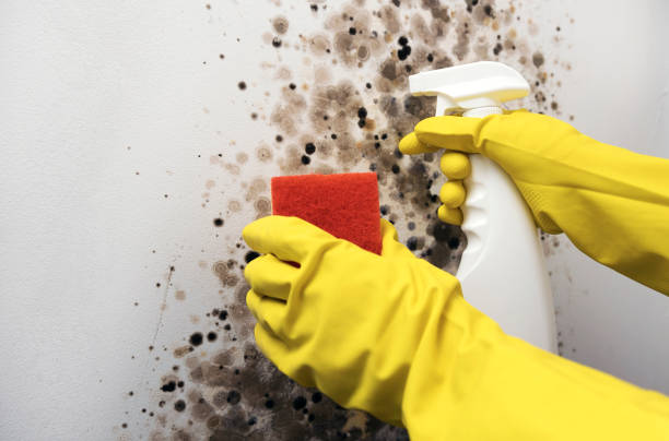 Best Mold Testing  in Balcones Heights, TX