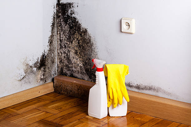 Mold Removal and Inspection in Balcones Heights, TX
