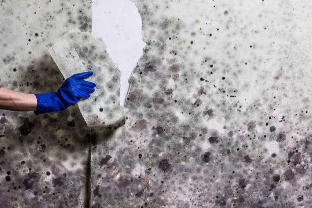 Best Local Mold Removal Service  in Balcones Heights, TX