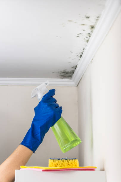 Best Commercial Mold Removal  in Balcones Heights, TX