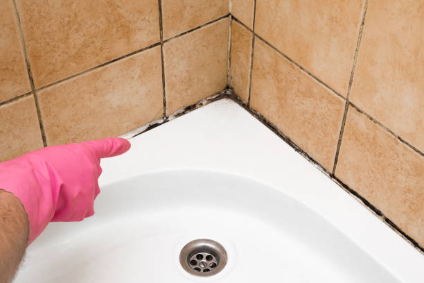 Best Certified Mold Removal  in Balcones Heights, TX